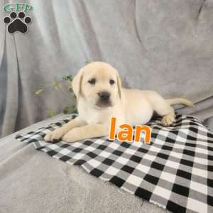 Ian, Fox Red Labrador Retriever Puppy